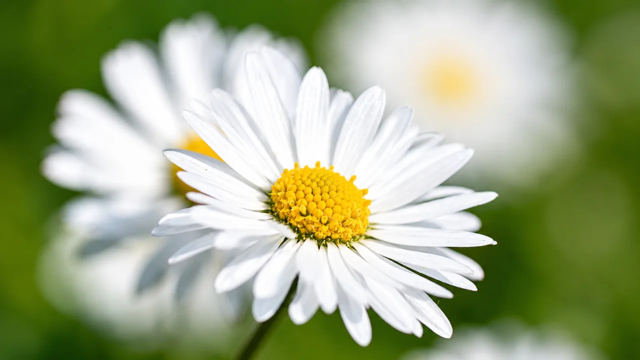 4. Create a Dreamy Shallow Depth of Field